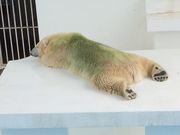 taicherryさんの熊本市動植物園の投稿写真1