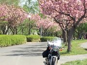 セローライダーさんのつがる地球村オートキャンプ場の投稿写真1