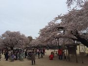 lssahさんの真鍋のサクラの投稿写真1