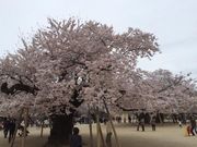 lssahさんの真鍋のサクラの投稿写真2