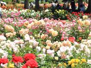 sepiaさんのRSKバラ園の投稿写真1