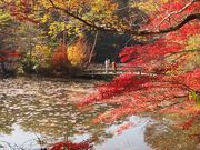 aguさんの神戸市立森林植物園の投稿写真2