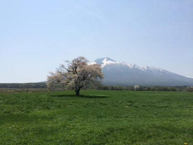 上坊牧野の一本桜