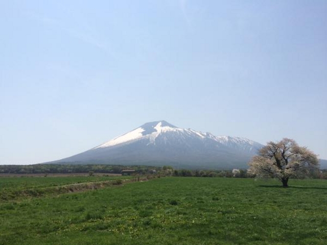 上坊牧野の一本桜