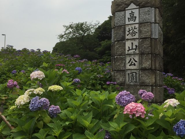 高塔山公園のアジサイ