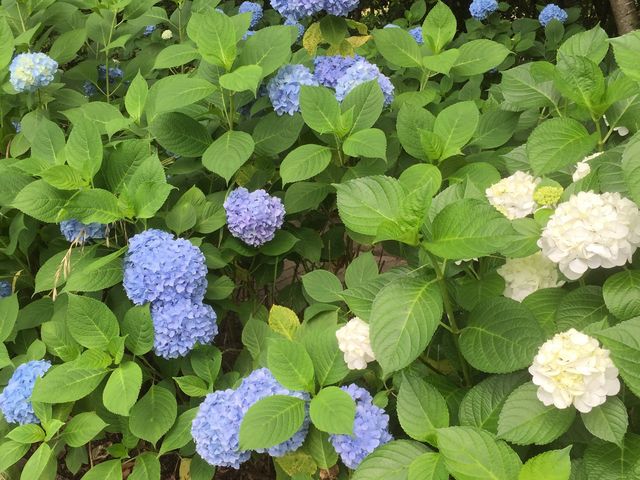 高塔山公園のアジサイ