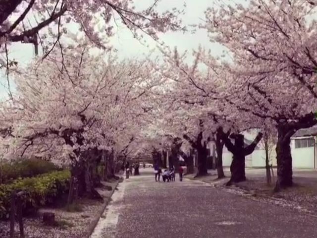 さちむしむしさんの諏訪の桜トンネルの投稿写真2