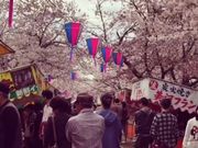 さちむしむしさんの諏訪の桜トンネルの投稿写真1