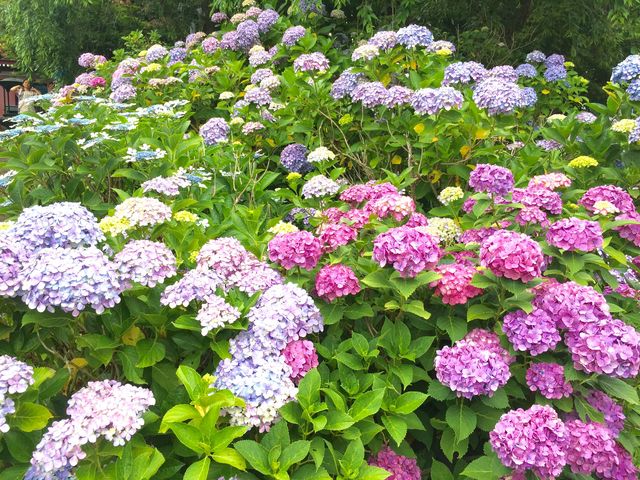 本土寺(あじさい寺)