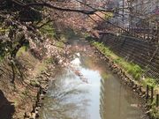 かおりさんの松戸神社の投稿写真3