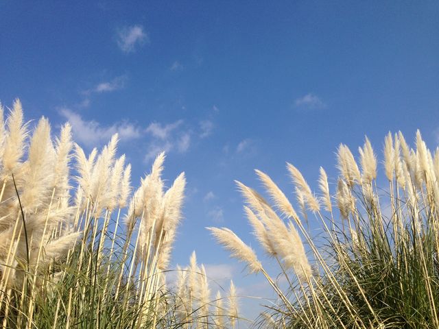 隣接してる公園_道の駅 あずの里いちはら