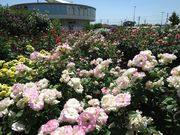 旅するウサギさんの道の駅 めぬまの投稿写真1