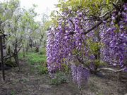 souさんの横須賀市立しょうぶ園のハナショウブの投稿写真2