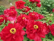 旅するウサギさんの東松山ぼたん園のぼたんの投稿写真1