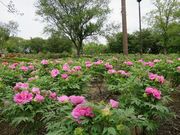 旅するウサギさんの東松山ぼたん園のぼたんの投稿写真2