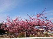 みいさんの鷲尾愛宕神社の投稿写真2