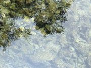 heavenlyblueさんの安曇野わさび田湧水群の投稿写真1