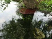 heavenlyblueさんの安曇野わさび田湧水群の投稿写真4