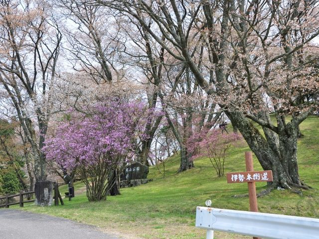 ちえちゃんさんの丸山公園の投稿写真1