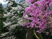ちえちゃんさんの丸山公園の投稿写真2