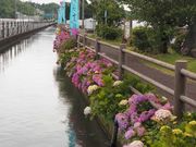 たくさんのあじさい街道の投稿写真1