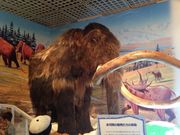 まーちるさんのミュージアムパーク茨城県自然博物館の投稿写真2