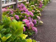 biruruさんのあじさい街道の投稿写真1