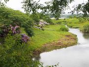 biruruさんのあじさい街道の投稿写真2