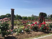 yurieeeさんの若園公園バラ園の投稿写真1