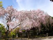 ルパン7777777さんの養源院の投稿写真1