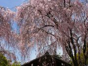 ルパン7777777さんの養源院の投稿写真4