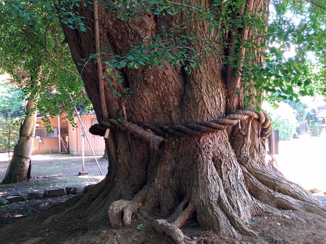 Huraidopotetoさんの峯ヶ岡八幡神社の投稿写真1