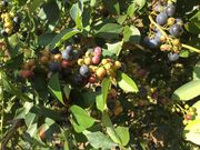 桜子さんの河津ブルーベリーの里の投稿写真1