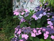 ぴいさんのドライブイン引地橋の投稿写真2