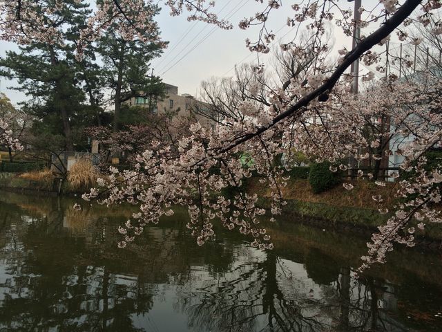桜の花_亀城公園(愛知県刈谷市)