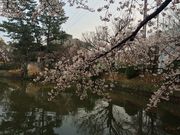 ながさんの亀城公園の投稿写真1