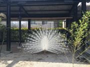 のぶさんの平川動物公園の投稿写真1