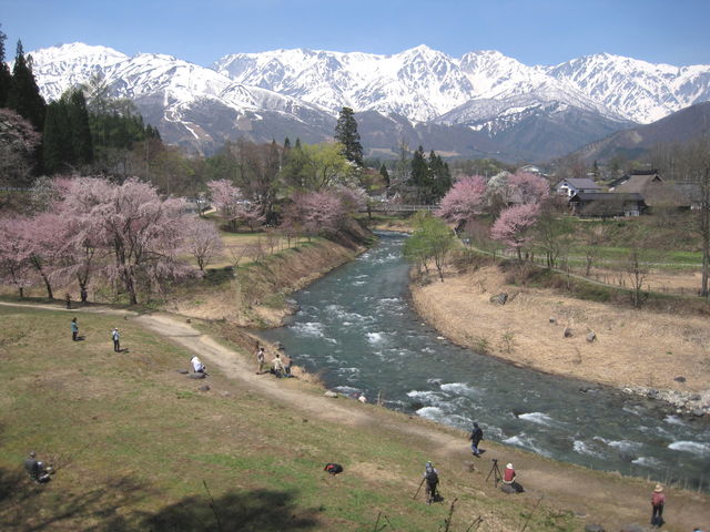 桜満開の頃の「大出の吊橋」と姫川、白馬三山です。喫茶「カミニート」の前から絶景です。_大出の吊り橋