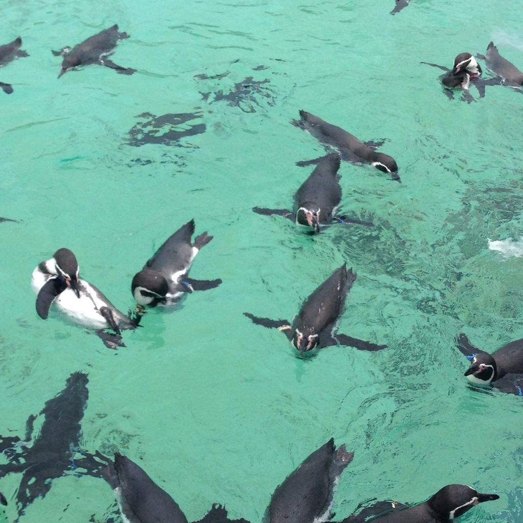 東京都葛西臨海水族園