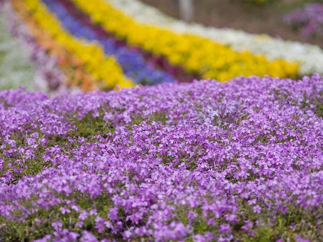 春 4色の芝桜が5万株_フラワー&ガーデン森の風