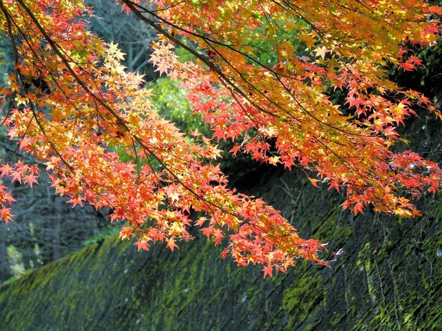 修善寺虹の郷_修善寺虹の郷