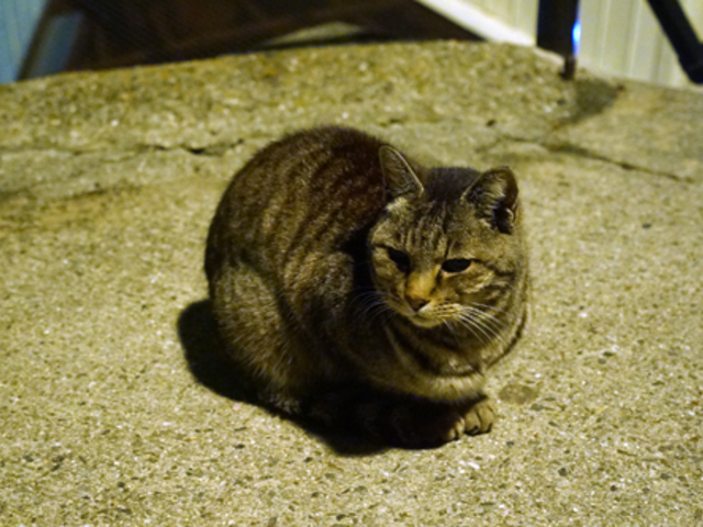 地元の猫さんにご挨拶_尾道