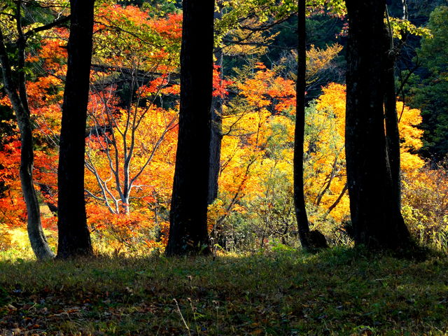 いもり池のほとりに紅葉する木立_妙高高原(いもり池)