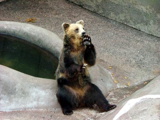 昭和新山 クマ牧場_昭和新山熊牧場