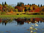 しげちゃんさんの妙高高原(いもり池)の投稿写真3
