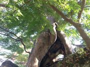 ちびっこさんの観瀾亭の投稿写真2