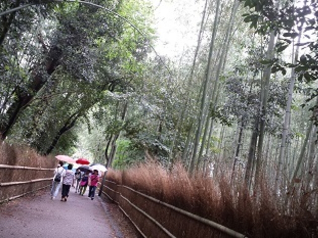 小柴垣と竹林 雨でもしっとりいい感じです。_京都市洛西竹林公園