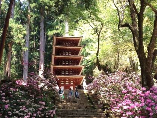 シャクナゲ04_室生寺