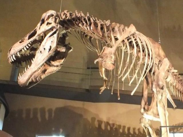 恐竜の化石の標本_北九州市立いのちのたび博物館
