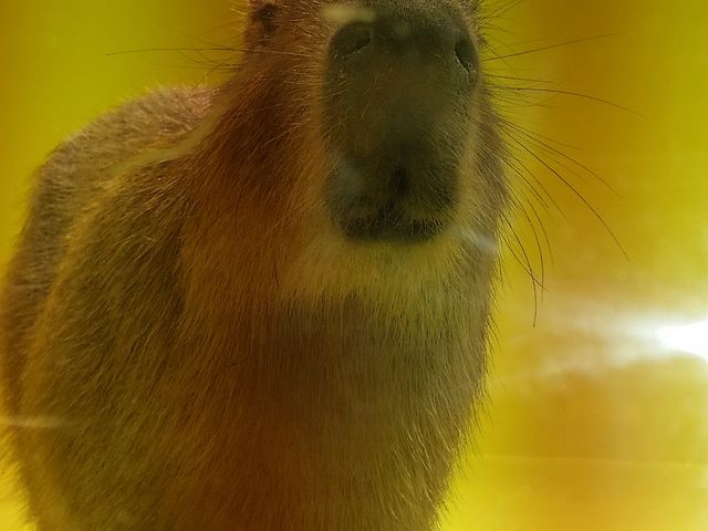 カピバラ_竹島水族館